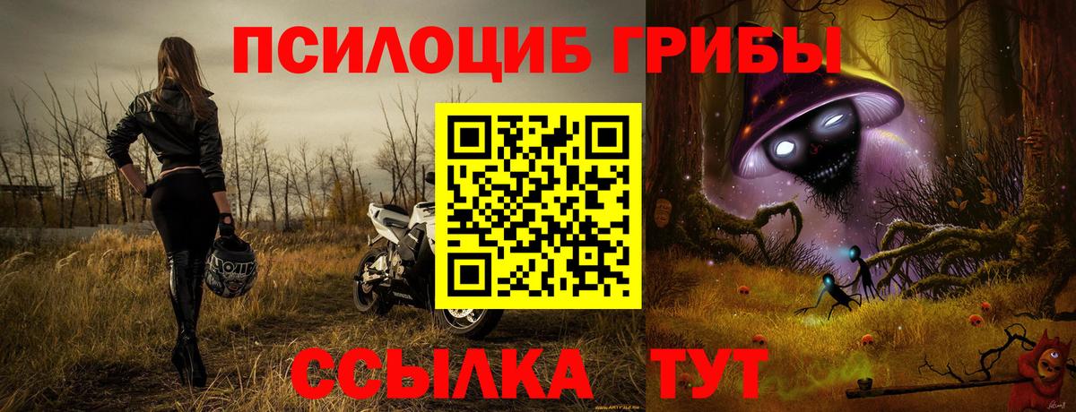 Псилоцибиновые грибы Cubensis Междуреченск